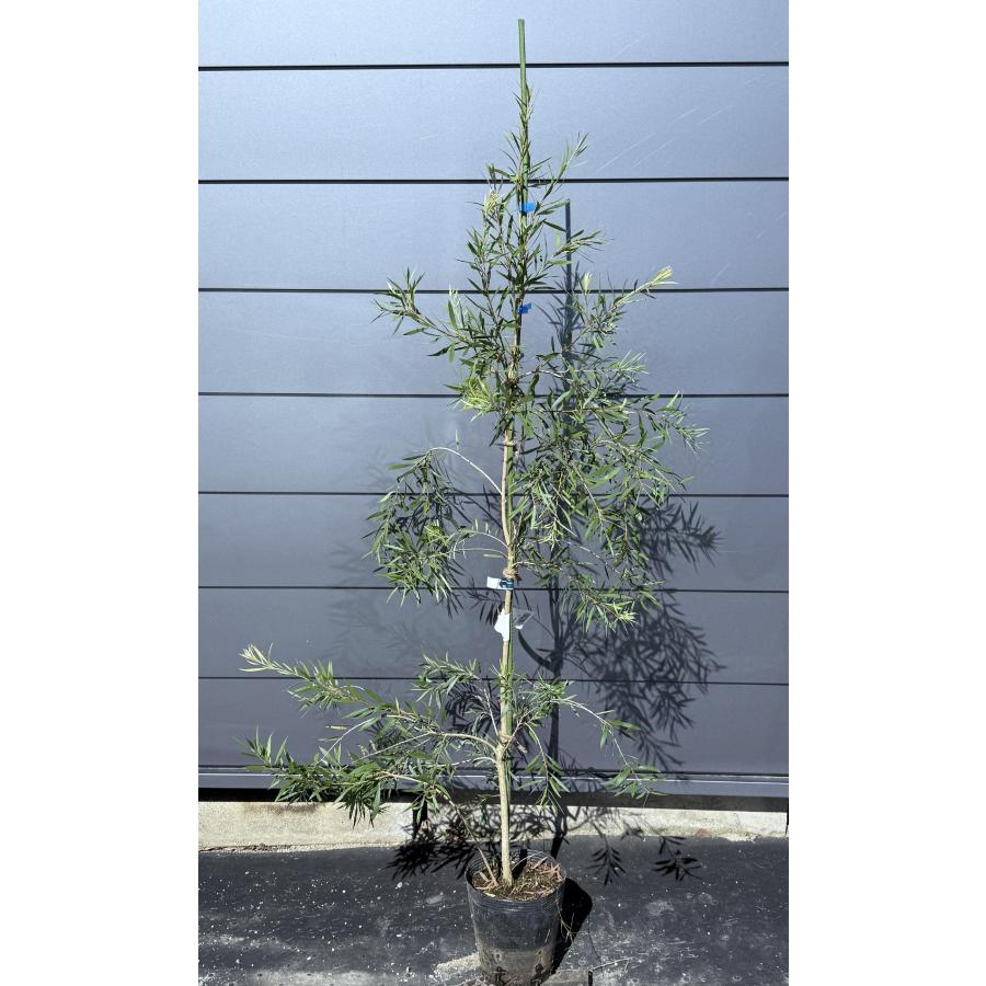 白花ブラシの木 シエベリー 約1.5m 現品販売 特大株 植木 苗木 大苗