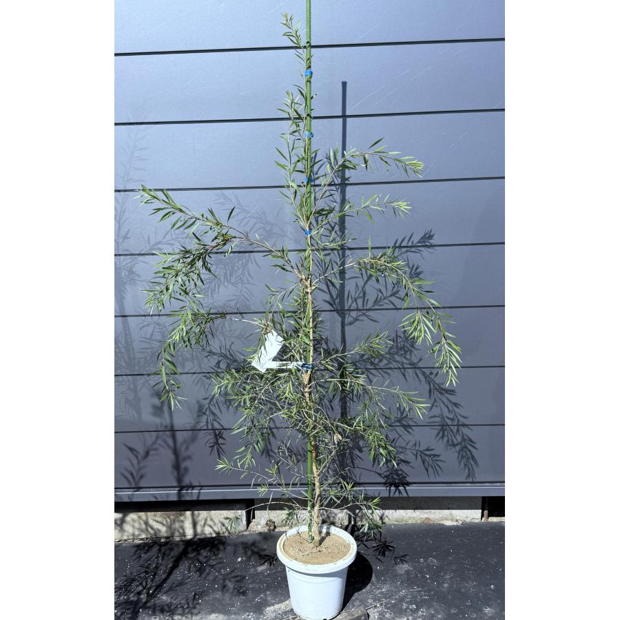 白花ブラシの木 シエベリー 約1.6m 現品販売 特大株 植木 苗木