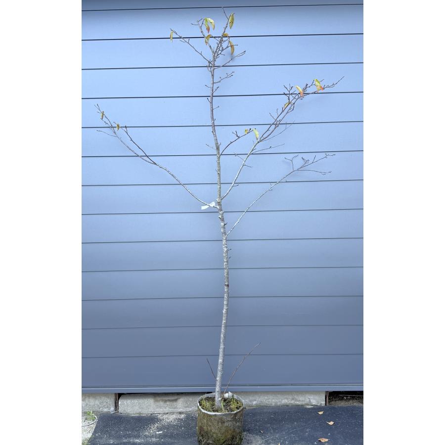 プリンセス雅桜 約2.5m 現品販売 超特大株 植木 苗木 大苗 濃いピンク