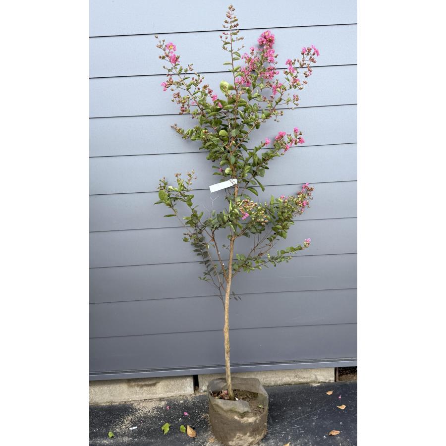 サルスベリの木 濃いピンク 約1.8m 現品発送 紅花の百日紅 特大苗木
