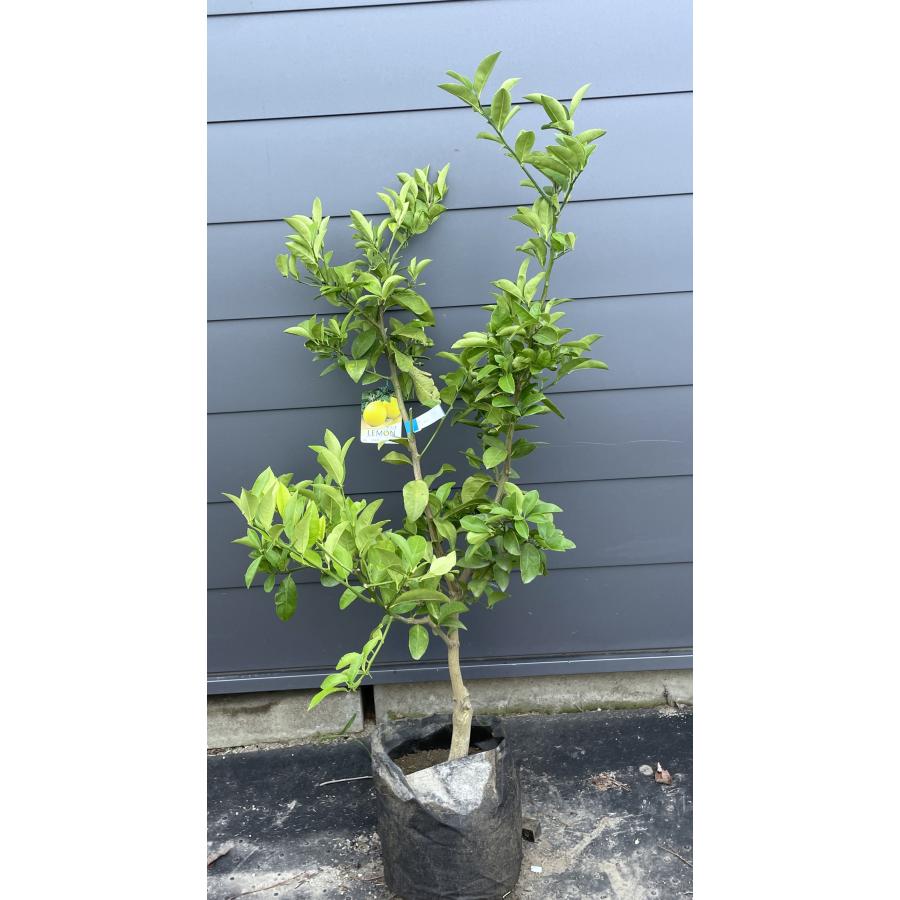 レモンの木 マイヤーレモン 約1.4m 現品発送 特大苗 植木 苗木