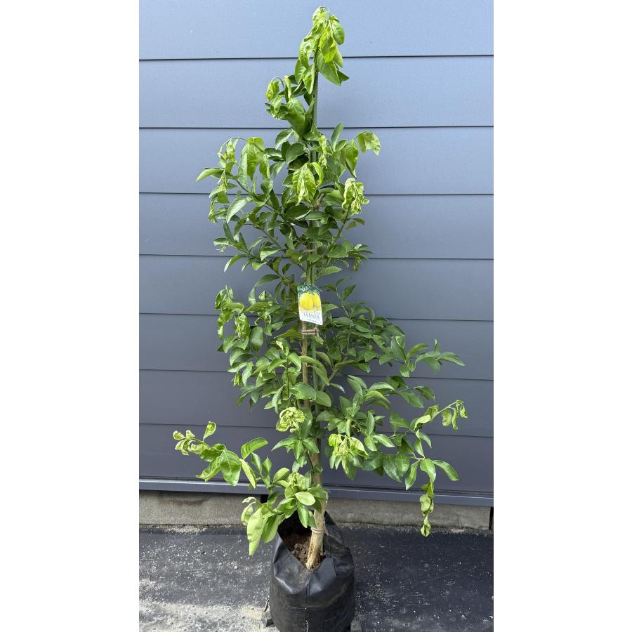 レモンの木 マイヤーレモン 約1.6m 現品発送 特大株 植木苗木 檸檬の