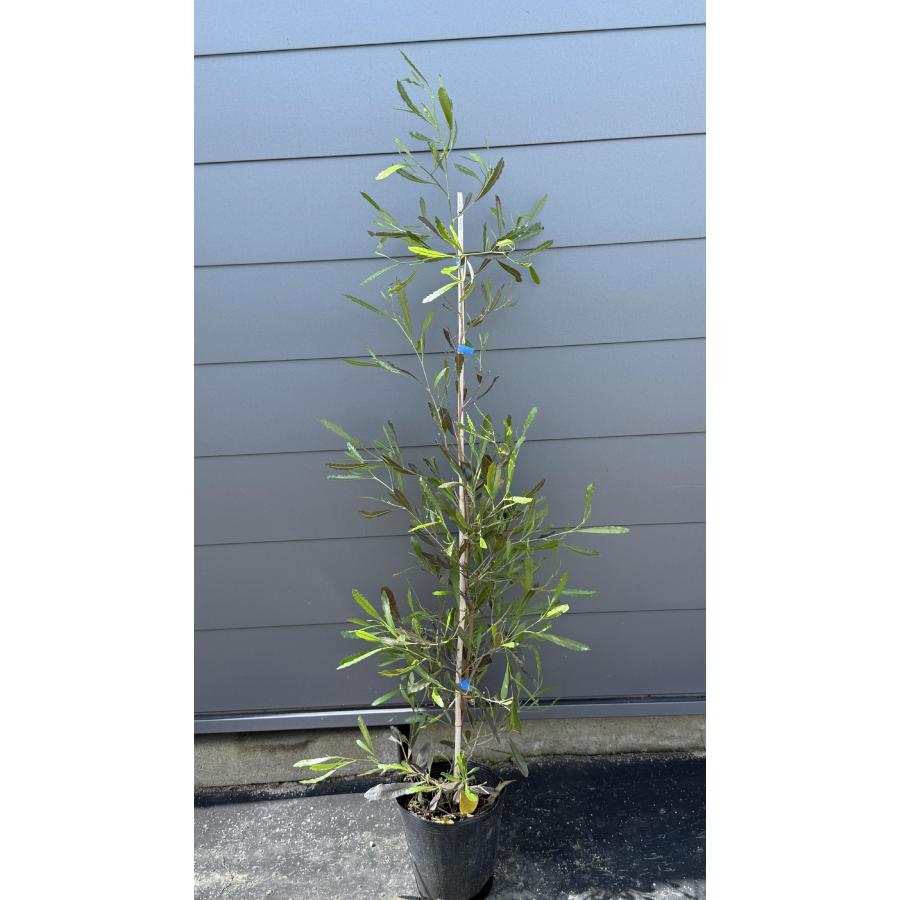ポップブッシュ プルプレア 約1.5m 現品発送 苗木 植木 大苗 常緑樹