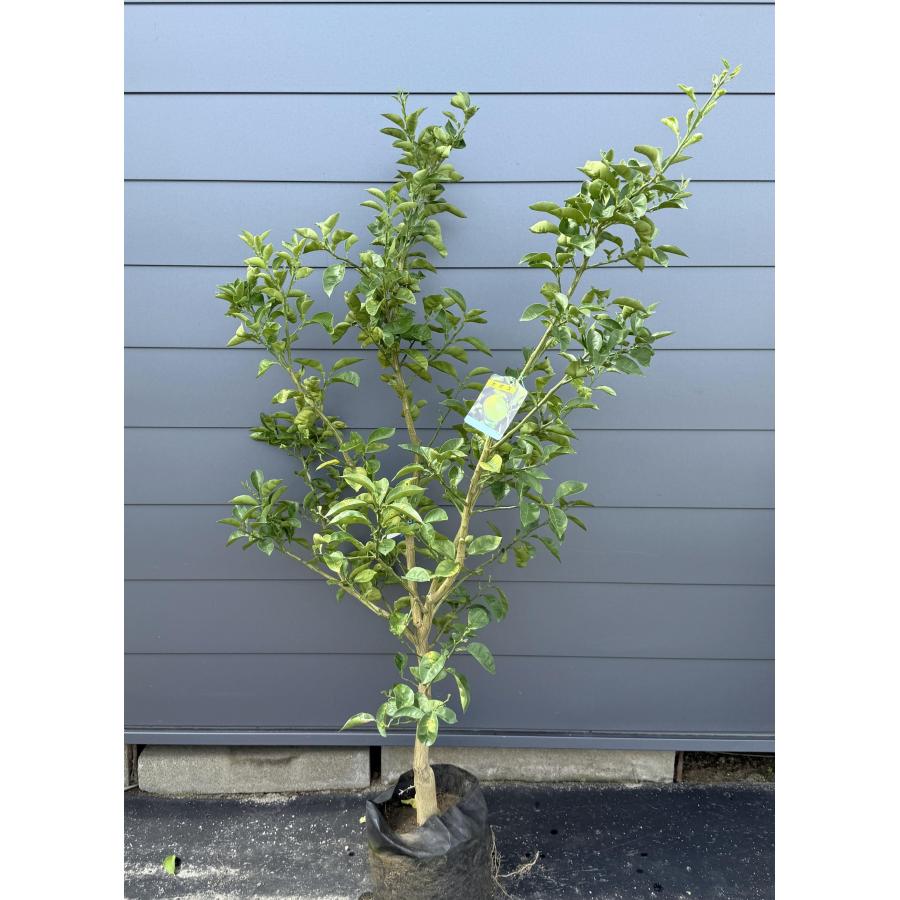 カボスの木 かぼす 約1.7m 現品販売 大苗 植木 苗木 果樹 香母酢