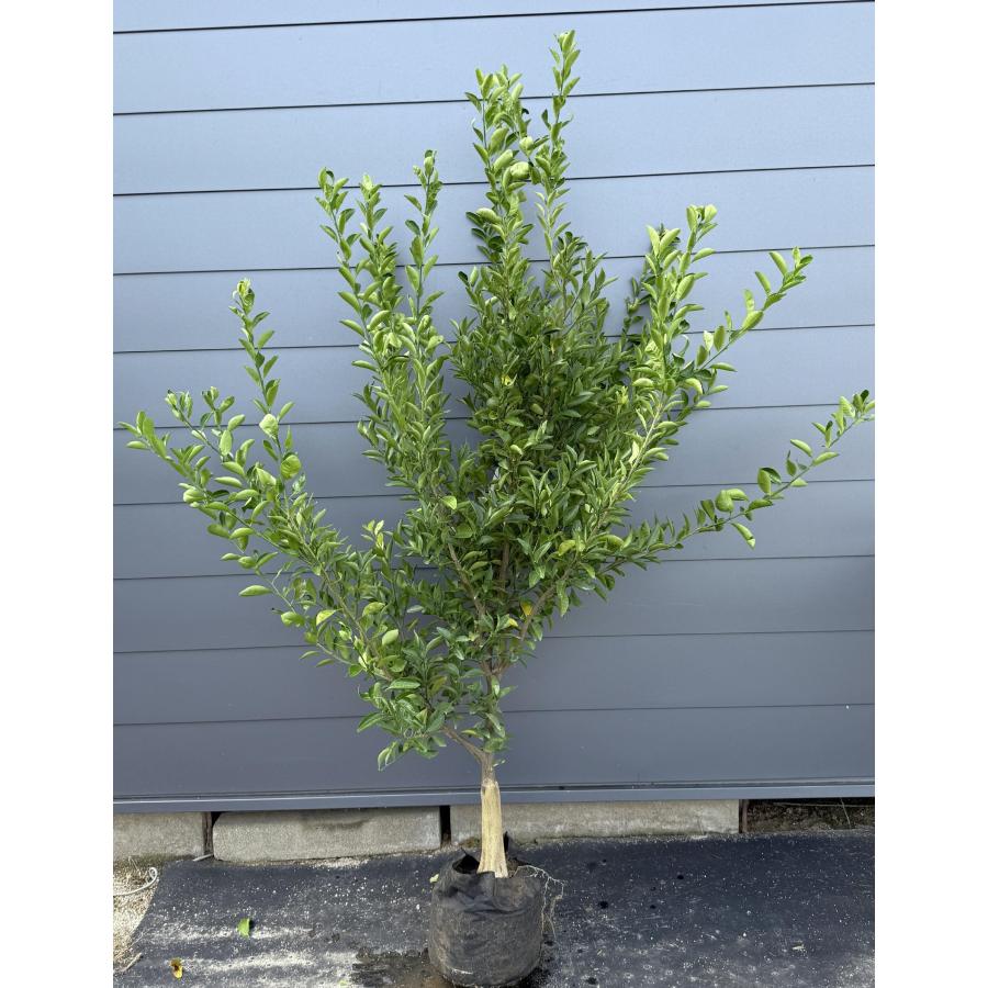 種無しみかんの木 桜島小みかん 約1.9m 現品発送 特大株 植木 苗木
