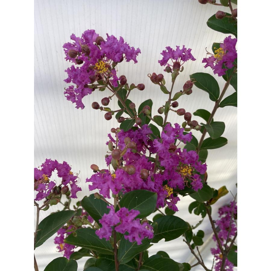 濃い紫花 サルスベリの木 約1.5m 現品発送 希少な紫色の百日紅