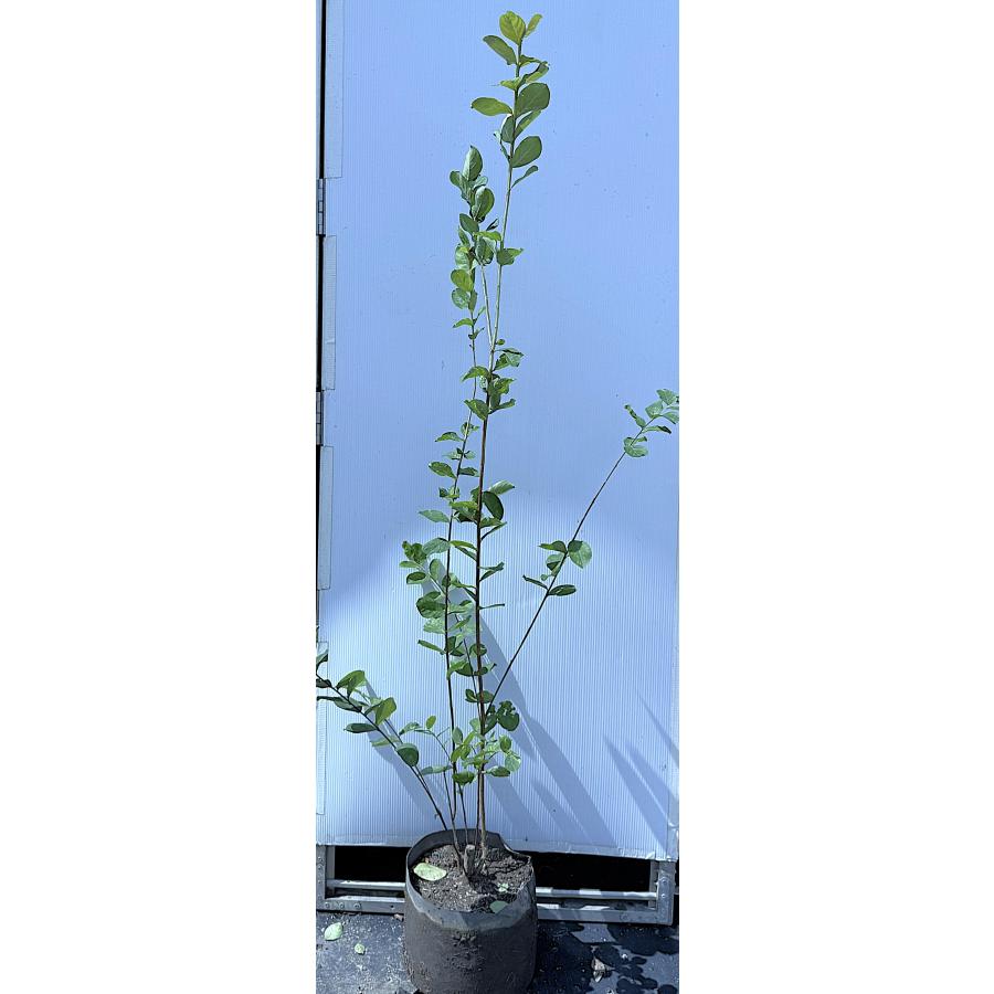 白花サルスベリの木 株立ち 約1.6m 現品発送 超特大株 真っ白な百日紅 