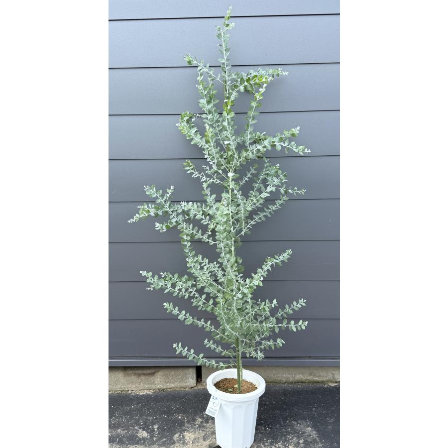 鉢植えパールアカシア 約1.7m 現品発送 イエロースパーク 特大植木