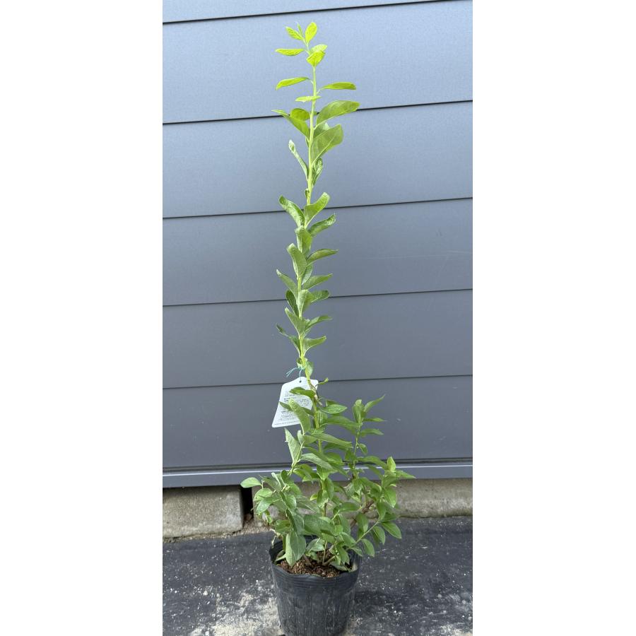 ブルーベリー チャンドラー 約1.1m 現品発送 特大苗木 植木苗木大苗