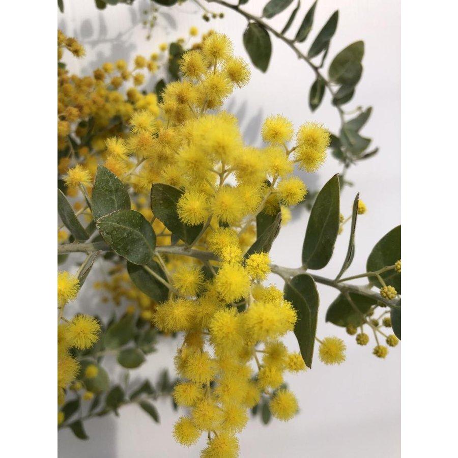 鉢植えパールアカシア 約1.8m 現品発送 イエロースパーク 特大