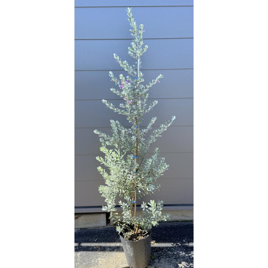 レウコフィルム 約1.5m 現品発送 特大株 植木 苗木 大苗