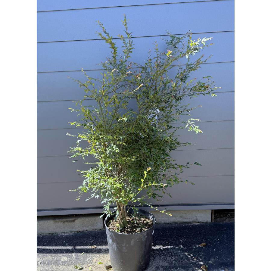 鉢植え しだれ椿の木 エリナ 株立ち 約1.4m 現品販売 特大株 植木苗木