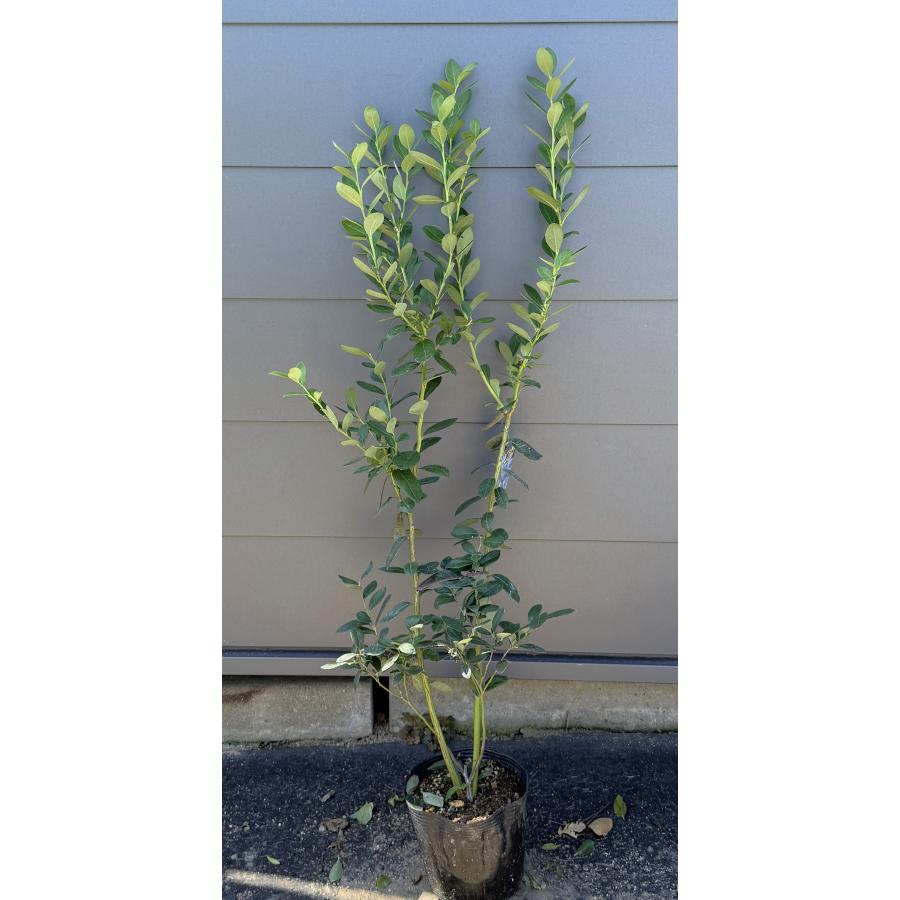 ポット入りブルーベリー ミスティ 約1.2m 現品発送 大苗 植木