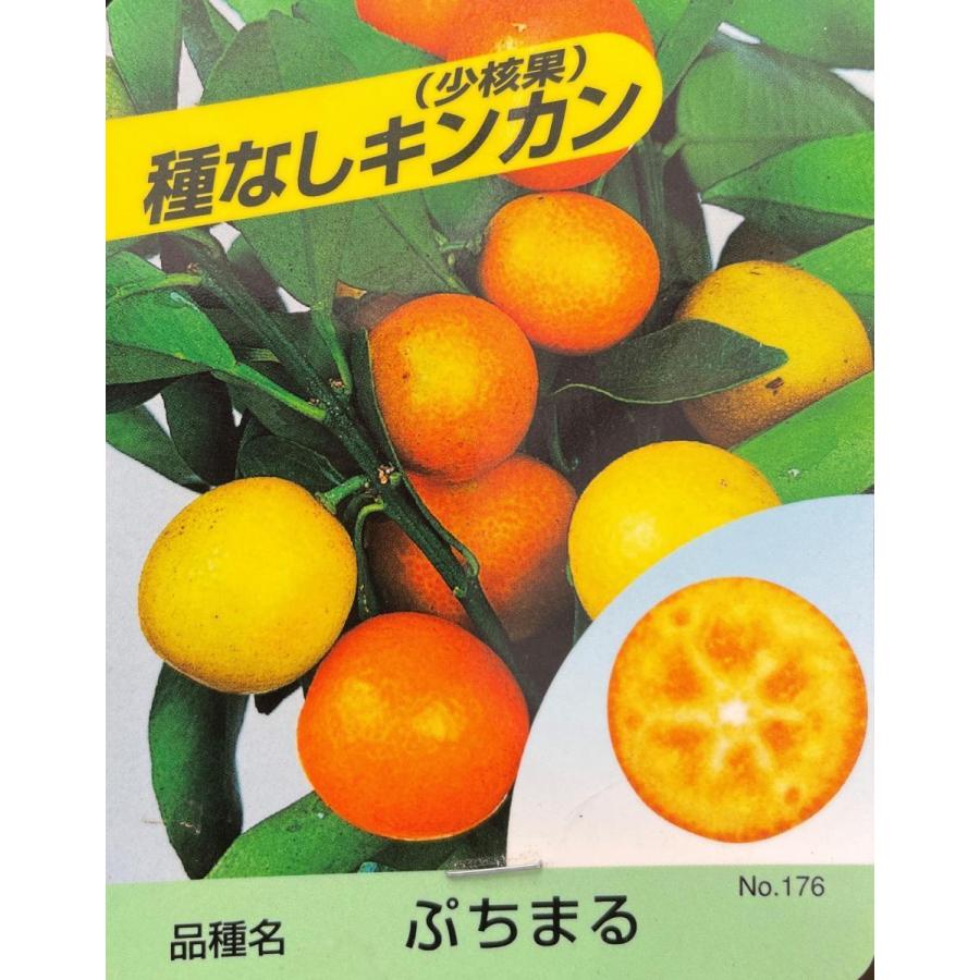 種苗登録キンカン ぷちまる 約1.5m 現品発送 植木植木苗木大苗