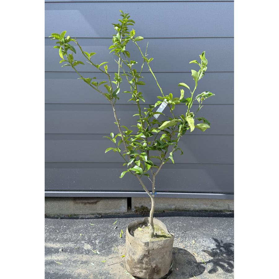 種苗登録キンカン ぷちまる 約1.3m 現品発送 植木植木苗木大苗