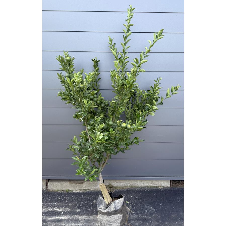 種無しみかんの木 桜島小みかん 約1.9m 現品発送 特大株 植木 苗木