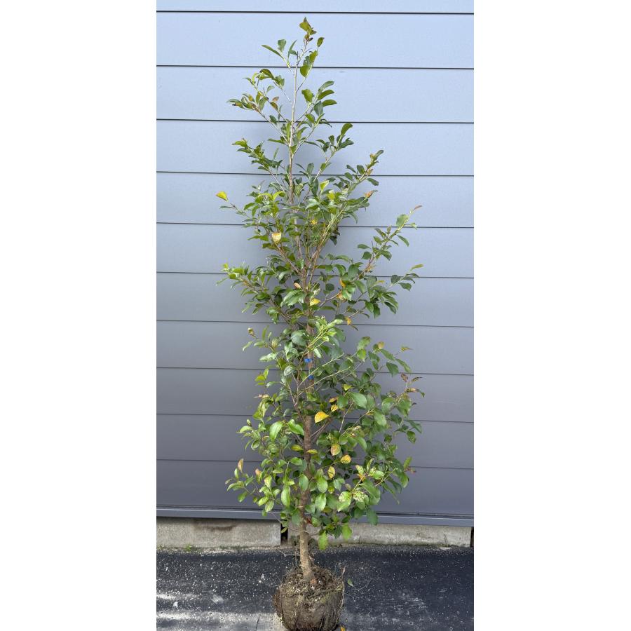 榊 サカキ 約2m 現品販売 特大株 植木 苗木 大苗 榊の木 本榊 常緑樹