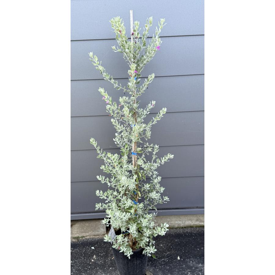 レウコフィルム 約1.2m 現品発送 特大株 植木 苗木 大苗 フルテスケンス ゴマノハグサ レウコフィラム 常緑樹 送料無料 : 大福樹苗園 ...