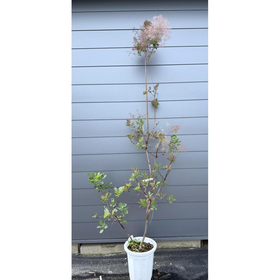 鉢植え 赤花スモークツリー 約2.5m 現品発送 ケムリノキ 特大株 植木