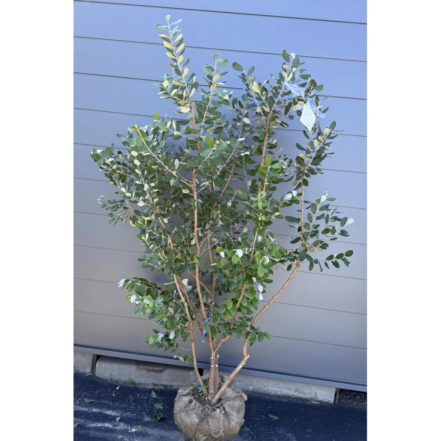7-34果樹【フェイジョア　本株立ち】樹高約130cm【送料込み】 000000096296-01.jpg?size=m&w=