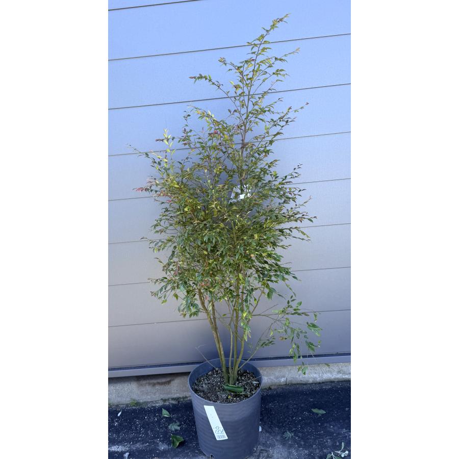 鉢植え しだれ椿の木 エリナ 株立ち 約1.6m 現品販売 特大株 植木苗木