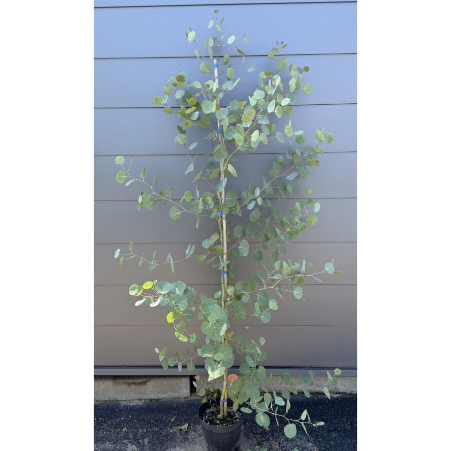 ポポラス 丸葉ユーカリ 約1.7m 現品発送 特大株 植木苗木 丸葉