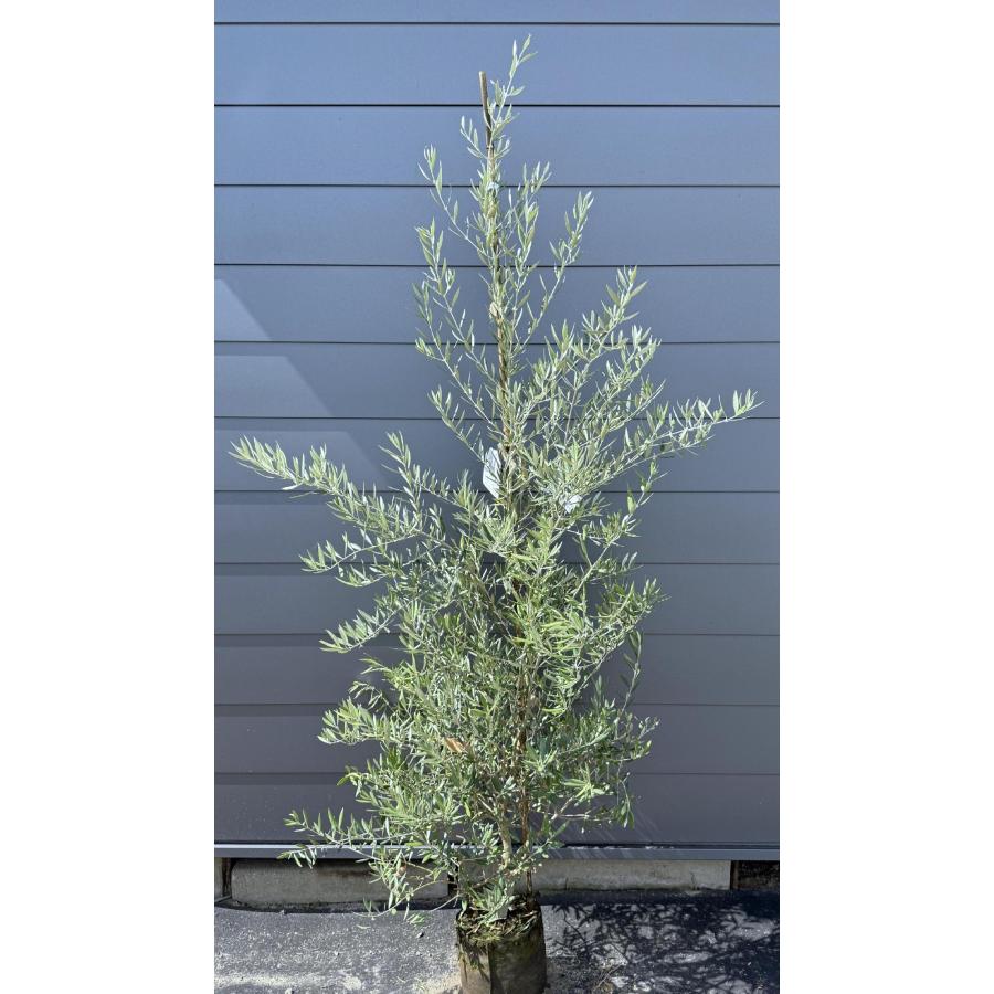 オリーブの木 フラントイオ 約1.8m 現品発送 特大株 大株植木苗木