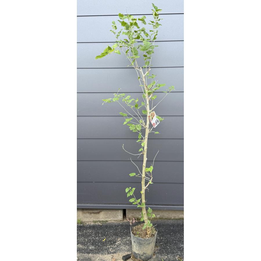 桑の木 マルベリー 約1.7m 現品販売 特大株 植木苗木大苗 大実クワの