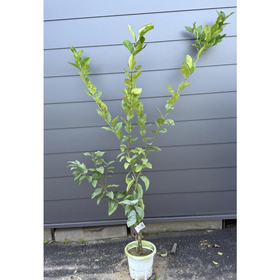 鉢植えマイヤーレモンの木 約1.6m 現品発送 特大株 植木苗木大苗 檸檬