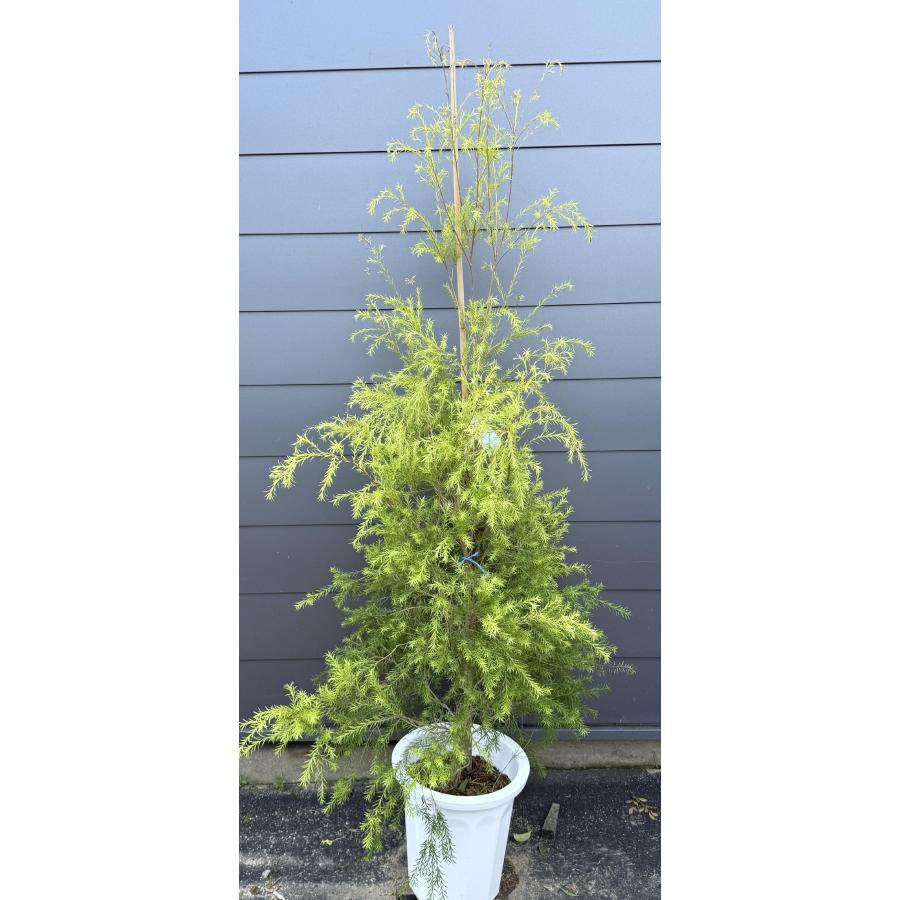 鉢植えメラレウカ レボリューションゴールド 約1.8m 現品販売 特大