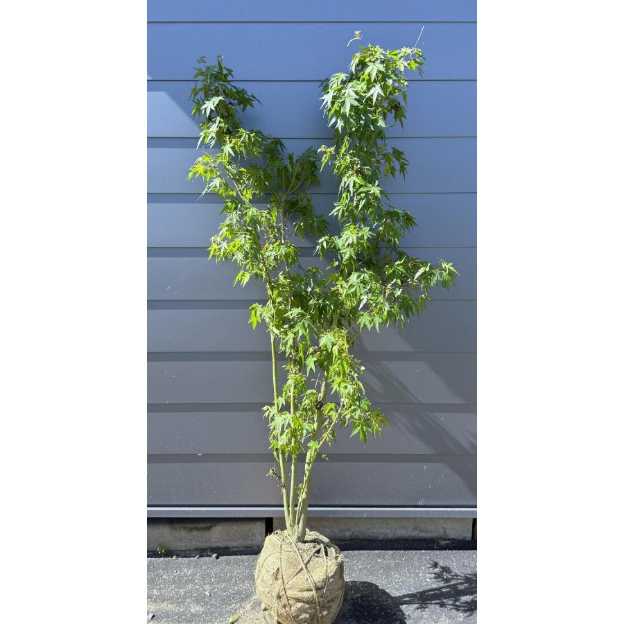 イロハモミジ 株立ち 約1.8m 現品発送 特大株 植木苗木大苗 いろは