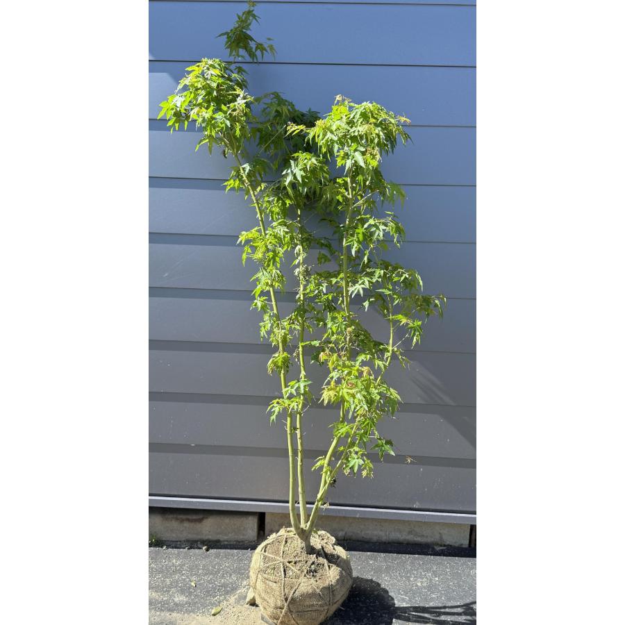 イロハモミジ 苗木　紅葉 イロハモミジ 株立ち 約1.8m 現品発送 特大株 植木苗木大苗