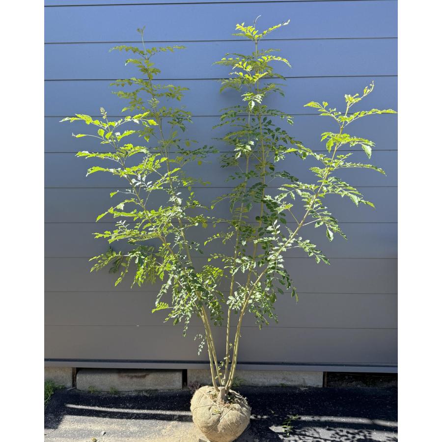 シマトネリコ 6本株立ち 約1.9m 現品発送 一点物 特大株 植木苗木大苗