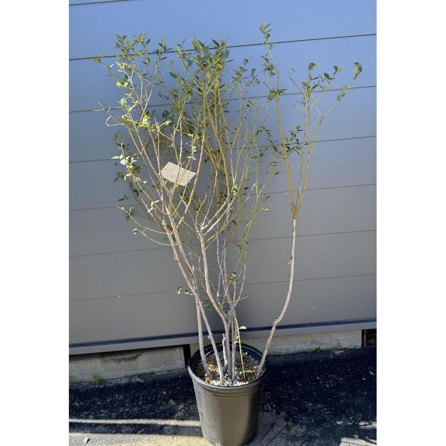 鉢植えブルーベリー ピンクレモネード 株立ち 約1.4m 現品発送 植木 