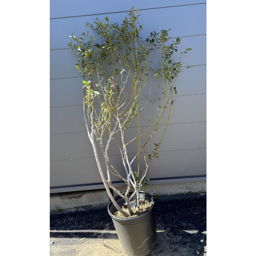 鉢植えブルーベリー ピンクレモネード 株立ち 約1.4m 現品発送 植木