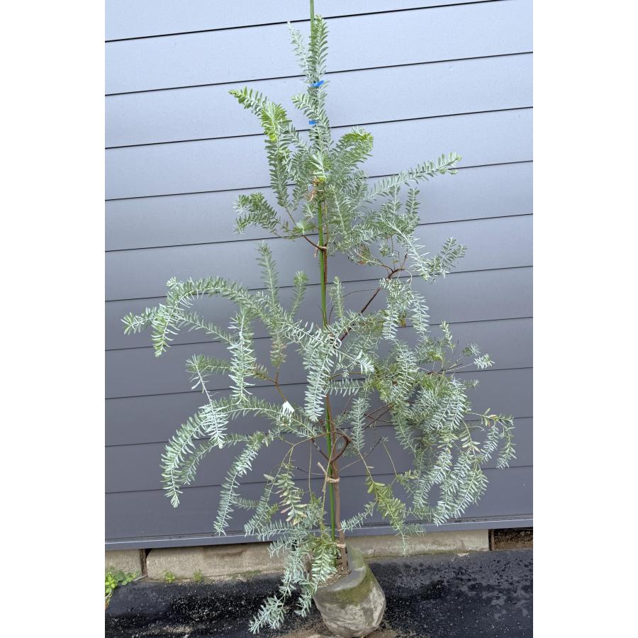 コベニーアカシア ブルーブッシュ 約2m 現品発送 特大株 植木苗木