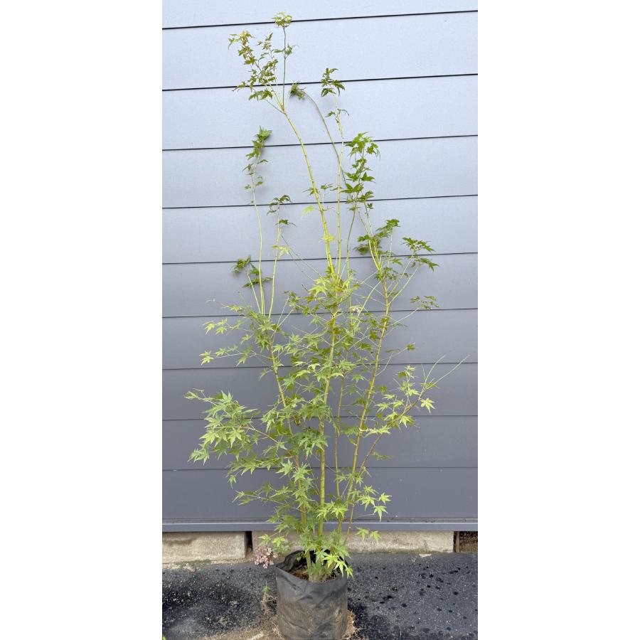 イロハモミジ 5本株立ち 約1.8m 現品発送 特大株 植木苗木大苗 