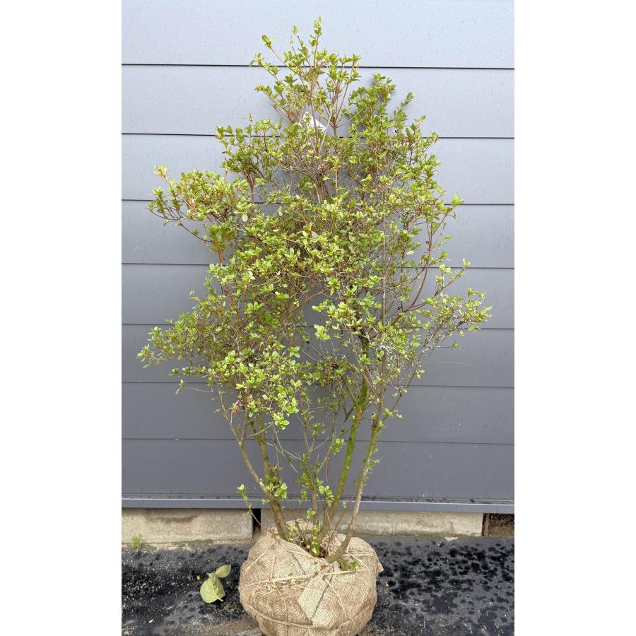 画像確認 本霧島ツツジ 株立ち 約1.5m 現品発送 特大植木苗木 ホンキリシマ