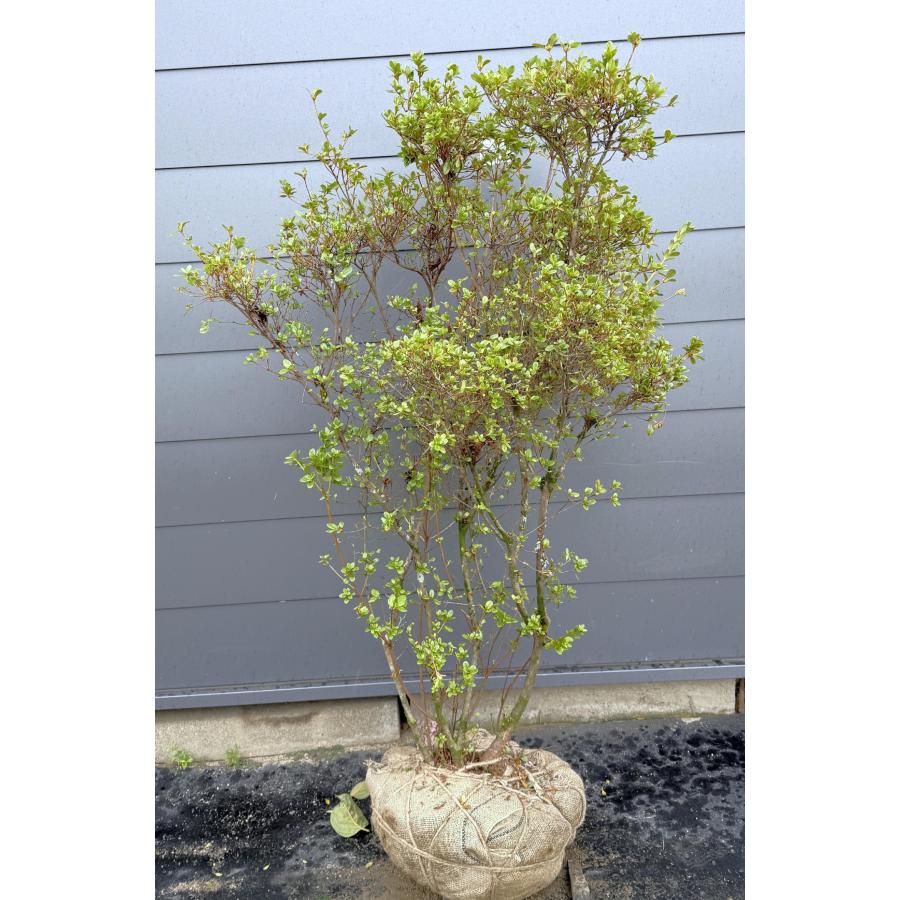 本霧島ツツジ 株立ち 約1.5m 現品発送 豪華株 特大株 大苗植木苗木