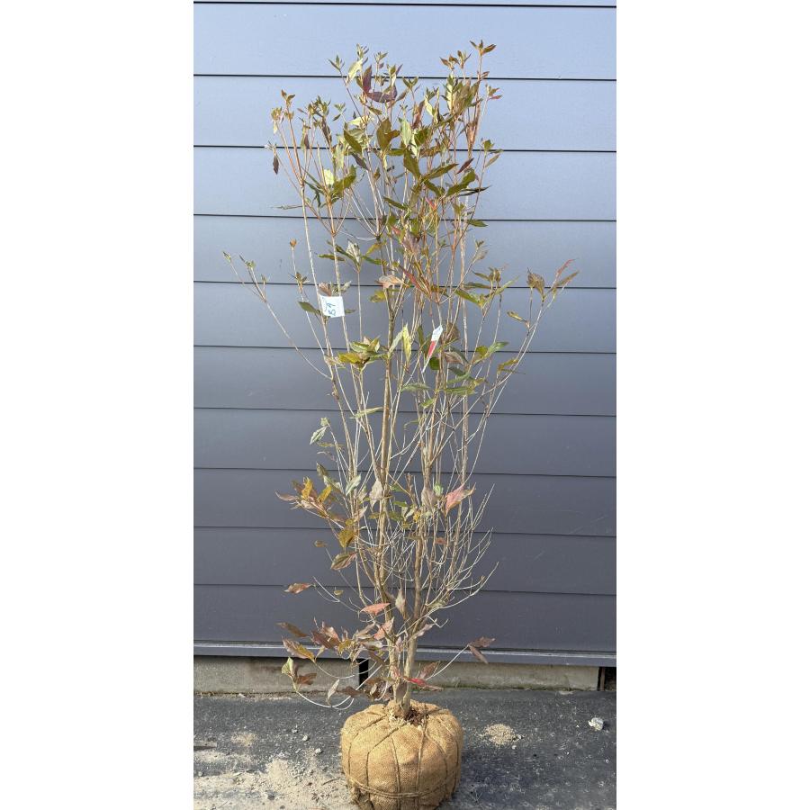 和田ミツバツツジ 株立ち 約1.9m 現品発送 特大株 植木苗木大苗 紫花