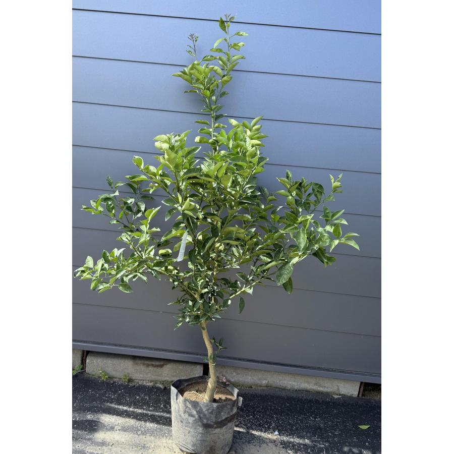 すだち スダチの木 約1.7m 現品販売 大苗 植木 苗木 果樹 ミカンの