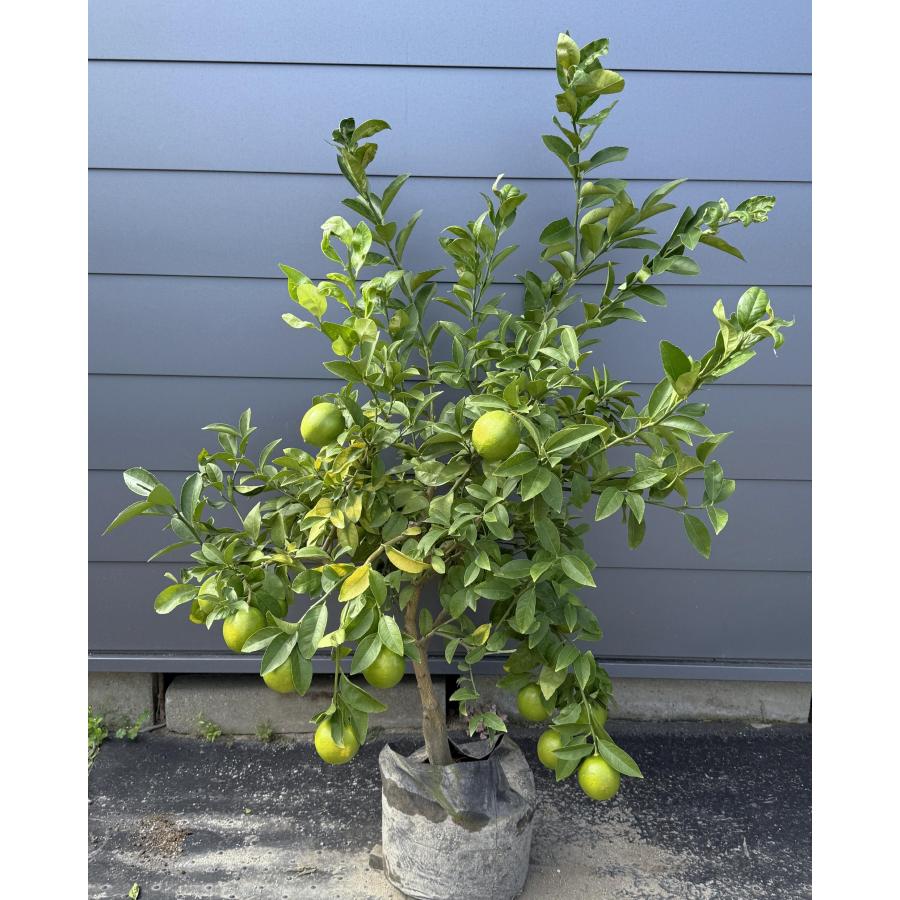 レモンの木 マイヤーレモン 約1.3m 現品発送 豪華株 特大苗 植木 苗木