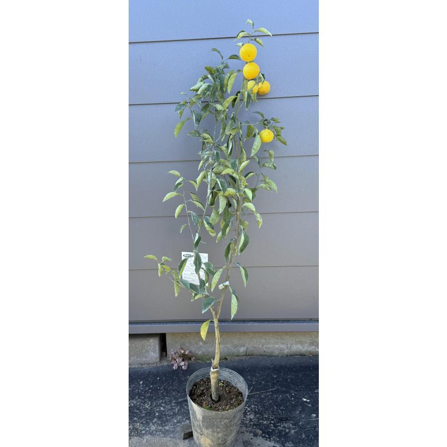みかんの木 へべす 約1.2m 現品発送 平兵衛酢 特大株 植木 苗木 大苗
