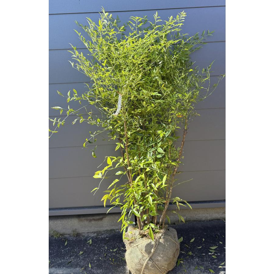南天の木 白ナンテン 9本株立ち 約1.3m 現品発送 豪華株 特大株 植木