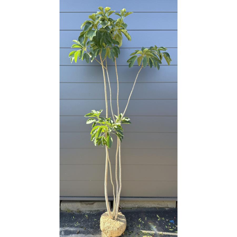 P.tenten大株、子株付き P.tenten大株、子株付き