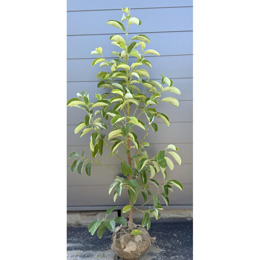 常緑モクレン ミヤマガンショウ 約1.8m 現品販売 深山含笑 特大植木