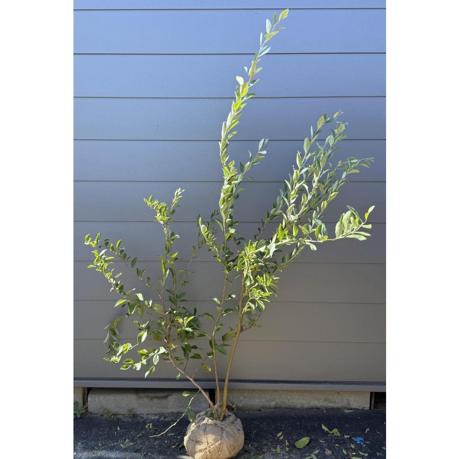 ブルーベリー プレミア 株立ち 約1.7m 特大植木苗木 大実品種