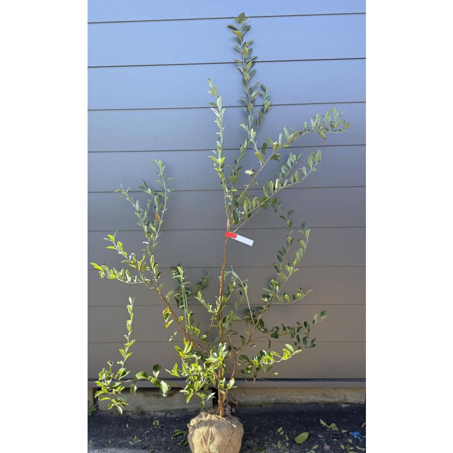 ブルーベリー プレミア 約1.9m 超特大株 植木 苗木 大実品種 ラビット