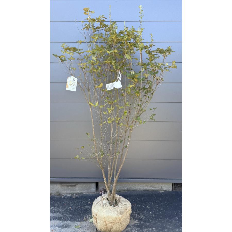 白花ミツバツツジ 6本株立ち 約1.8m 一点物 豪華株 現品発送 特大株