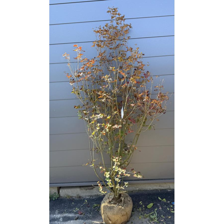 ミツバツツジ/株立ち【現品発送】管理70712 ミツバツツジ 株立ち 約1.9m 現品発送 豪華株 特大株 大苗植木苗木